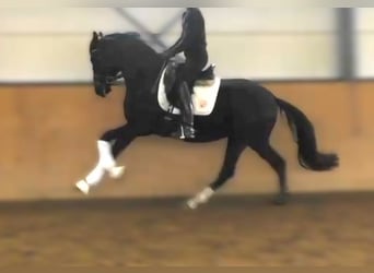 Hanovrien, Étalon, 3 Ans, 171 cm, Noir