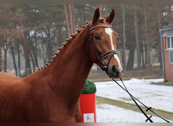 Hanovrien, Étalon, 3 Ans, 172 cm, Alezan brûlé