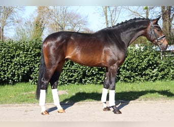 Hanovrien, Étalon, 3 Ans, 172 cm, Bai brun