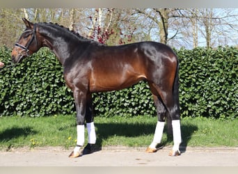 Hanovrien, Étalon, 3 Ans, 172 cm, Bai brun
