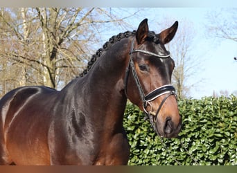 Hanovrien, Étalon, 3 Ans, 172 cm, Bai brun