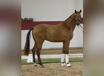 Hanovrien, Étalon, 3 Ans, 172 cm, Bai