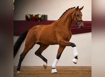 Hanovrien, Étalon, 3 Ans, 172 cm, Bai