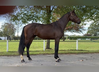 Hanovrien, Étalon, 3 Ans, 172 cm