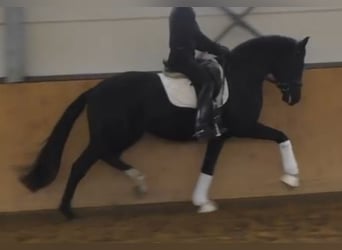 Hanovrien, Étalon, 3 Ans, 172 cm, Noir