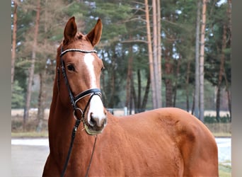 Hanovrien, Étalon, 3 Ans, 174 cm, Alezan
