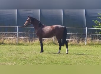 Hanovrien, Étalon, 3 Ans, 175 cm, Bai