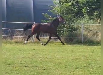 Hanovrien, Étalon, 3 Ans, 175 cm, Bai