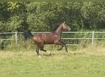 Hanovrien, Étalon, 3 Ans, 175 cm, Bai