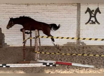 Hanovrien, Étalon, 3 Ans, 175 cm, Bai