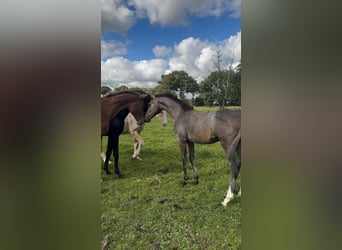 Hanovrien, Étalon, 3 Ans, 175 cm, Gris