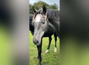 Hanovrien, Étalon, 3 Ans, 175 cm, Gris pommelé