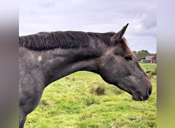 Hanovrien, Étalon, 3 Ans, 175 cm, Gris pommelé