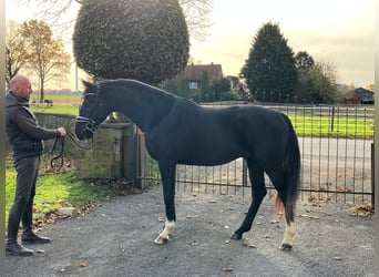 Hanovrien, Étalon, 3 Ans