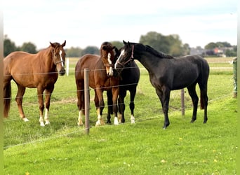 Hanovrien, Étalon, 3 Ans, Peut devenir gris