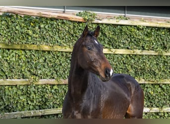 Hanovrien, Étalon, 4 Ans, 163 cm, Bai brun