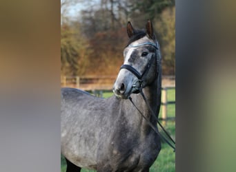 Hanovrien, Étalon, 4 Ans, 167 cm, Gris