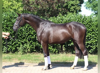 Hanovrien, Étalon, 4 Ans, 167 cm, Noir
