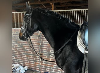 Hanovrien, Étalon, 4 Ans, 168 cm