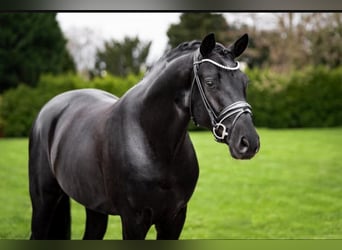 Hanovrien, Étalon, 4 Ans, 169 cm, Noir