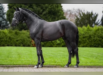 Hanovrien, Étalon, 4 Ans, 169 cm, Noir