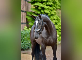 Hanovrien, Étalon, 4 Ans, 170 cm, Noir