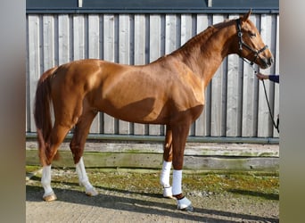 Hanovrien, Étalon, 4 Ans, 176 cm, Alezan