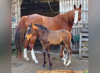 Hanovrien Croisé, Étalon, 4 Ans