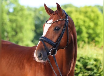 Hanovrien, Étalon, 5 Ans, 166 cm, Alezan