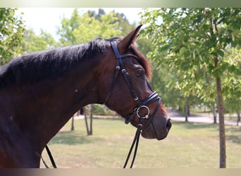 Hanovrien, Étalon, 5 Ans, 166 cm, Bai brun