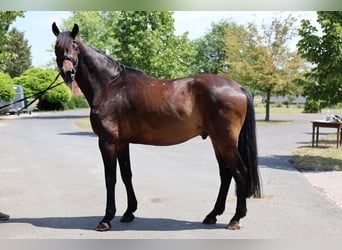 Hanovrien, Étalon, 5 Ans, 166 cm, Bai brun