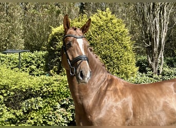 Hanovrien, Étalon, 5 Ans, 172 cm, Alezan