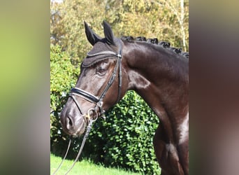 Hanovrien, Étalon, 5 Ans, 173 cm, Noir