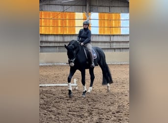 Hanovrien, Étalon, 5 Ans, 174 cm, Noir