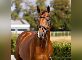 Hanovrien, Étalon, 6 Ans, 169 cm, Aubère