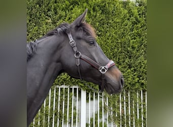 Hanovrien, Étalon, 7 Ans, 170 cm, Noir