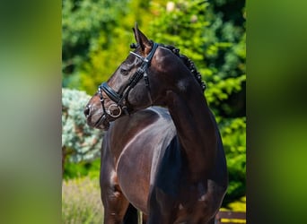 Hanovrien, Étalon, 8 Ans, 174 cm, Bai brun