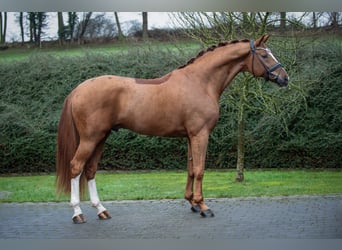 Hanovrien, Étalon, 7 Ans, 173 cm, Alezan