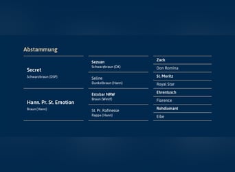 Hanovrien, Étalon, 3 Ans, 169 cm, Alezan