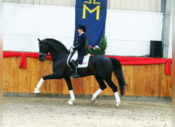 Hanovrien, Étalon, 20 Ans, 171 cm, Bai brun foncé