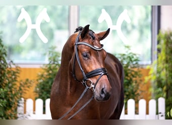 Hanovrien, Étalon, 8 Ans, 167 cm, Bai