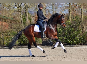 Hanovrien, Étalon, 8 Ans, 167 cm, Bai