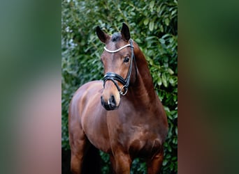 Hanovrien, Étalon, 4 Ans, 167 cm, Bai