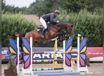 Hanovrien, Étalon, 7 Ans, 170 cm, Bai