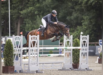 Hanovrien, Étalon, 7 Ans, 170 cm, Bai