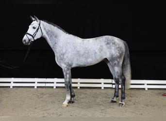 Hanovrien, Étalon, 7 Ans, 169 cm, Gris