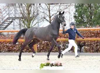 Hanovrien, Étalon, 5 Ans, 168 cm, Gris