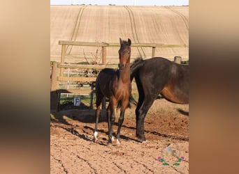 Hanovrien, Étalon, Poulain (05/2025), 164 cm, Bai