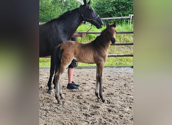 Hanovrien, Étalon, Poulain (05/2026), 165 cm, Bai brun foncé