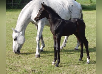 Hanovrien, Étalon, , 165 cm, Peut devenir gris